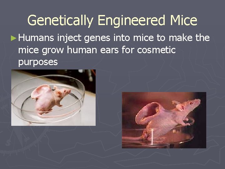 Genetically Engineered Mice ► Humans inject genes into mice to make the mice grow