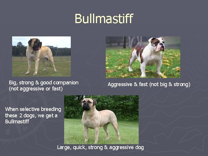 Bullmastiff Big, strong & good companion (not aggressive or fast) Aggressive & fast (not