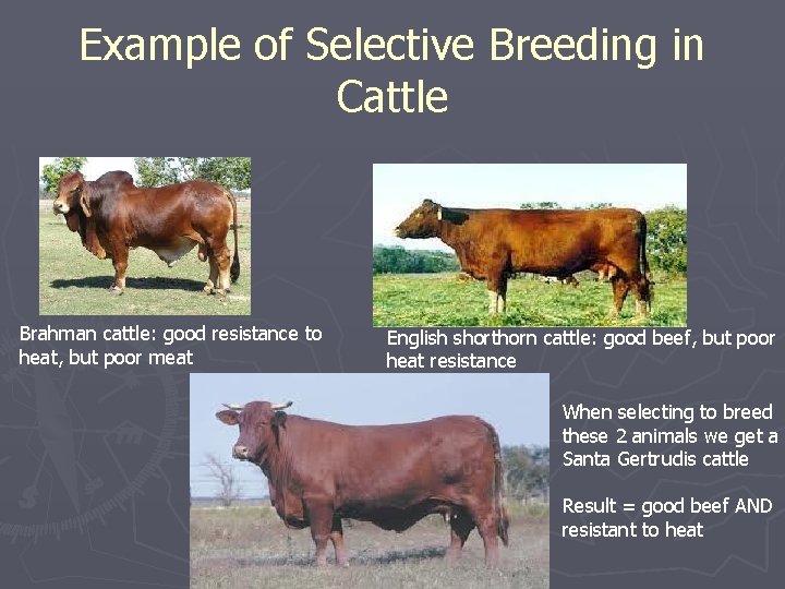 Example of Selective Breeding in Cattle Brahman cattle: good resistance to heat, but poor
