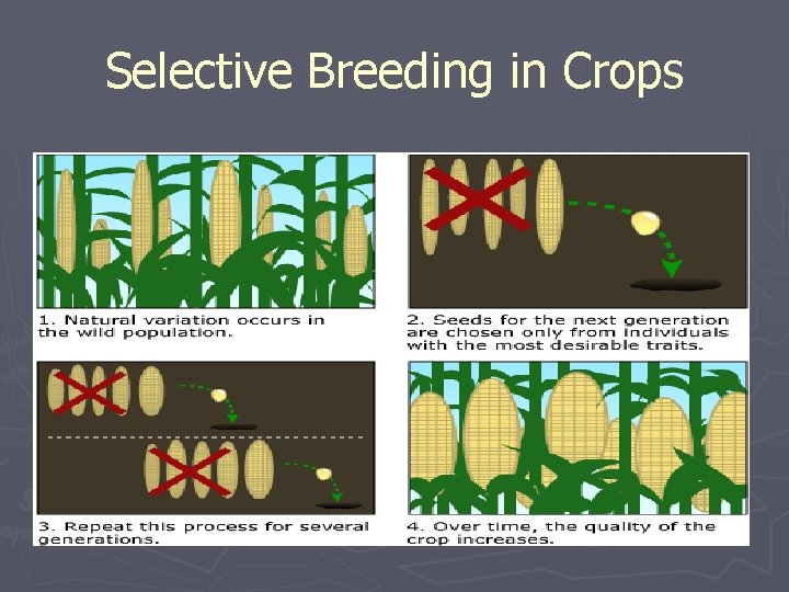 Selective Breeding in Crops Selective Breeding in Crops