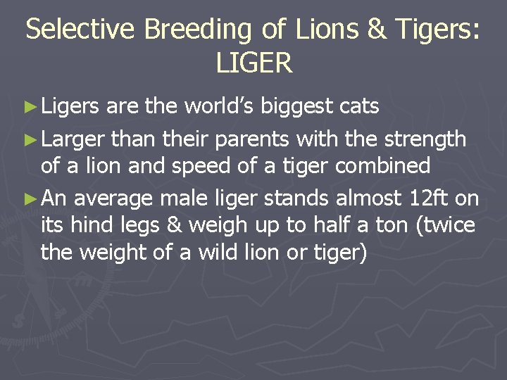 Selective Breeding of Lions & Tigers: LIGER ► Ligers are the world’s biggest cats Selective Breeding of Lions & Tigers: LIGER ► Ligers are the world’s biggest cats