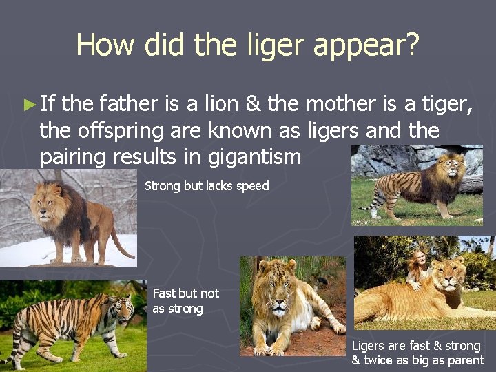 How did the liger appear? ► If the father is a lion & the