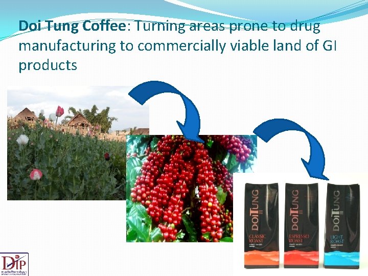 Doi Tung Coffee: Turning areas prone to drug manufacturing to commercially viable land of