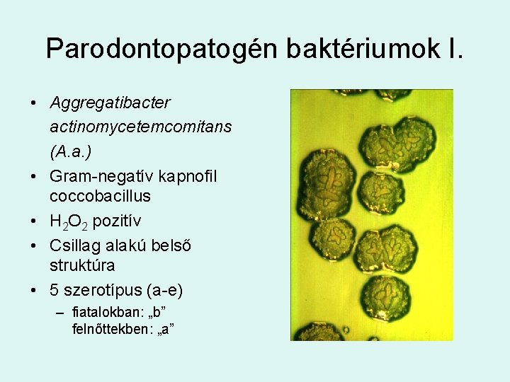 Parodontopatogén baktériumok I. • Aggregatibacter actinomycetemcomitans (A. a. ) • Gram-negatív kapnofil coccobacillus •