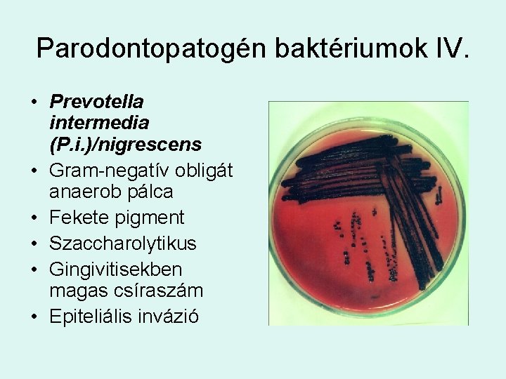 Parodontopatogén baktériumok IV. • Prevotella intermedia (P. i. )/nigrescens • Gram-negatív obligát anaerob pálca