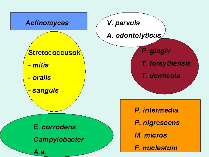 Actinomyces V. parvula A. odontolyticus Stretococcusok P. gingiv - mitis T. forsythensis - oralis