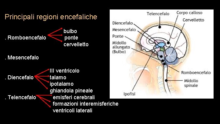Principali regioni encefaliche. Romboencefalo bulbo ponte cervelletto . Mesencefalo. Diencefalo. Telencefalo III ventricolo talamo