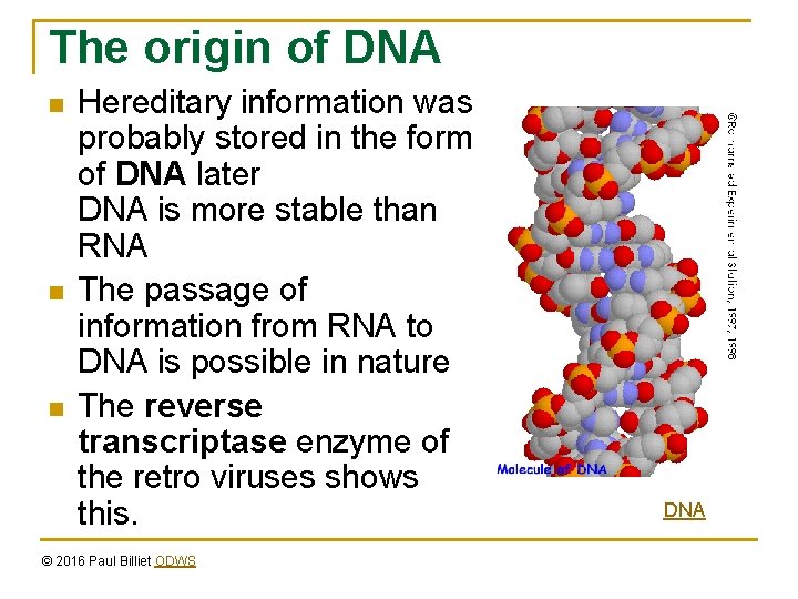 The origin of DNA n n n Hereditary information was probably stored in the