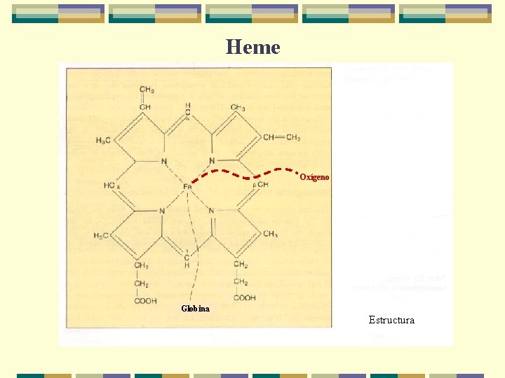 Heme Oxígeno Globina Estructura 