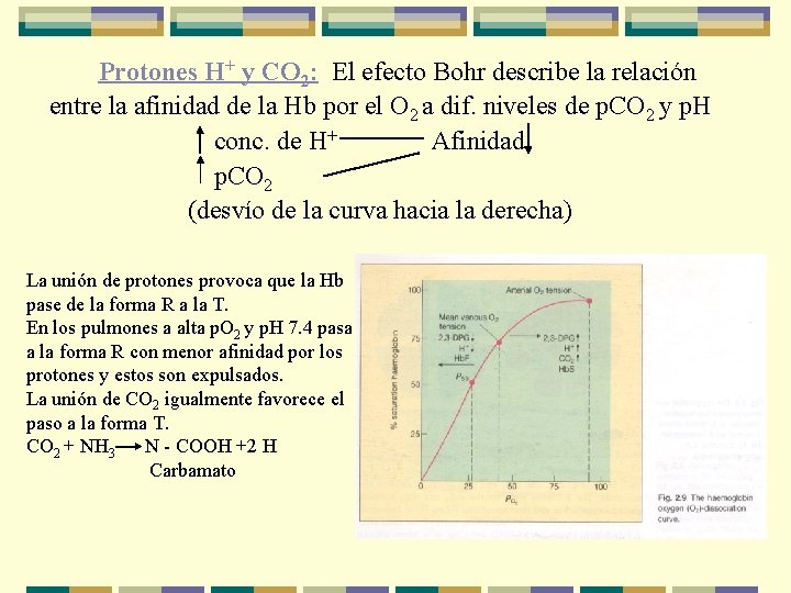 Protones H+ y CO 2: El efecto Bohr describe la relación entre la afinidad