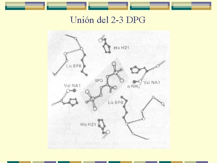 Unión del 2 -3 DPG 