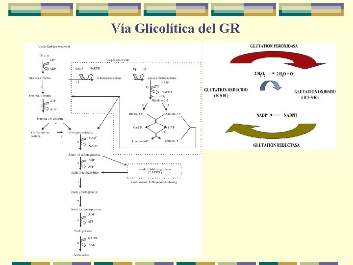 Vía Glicolítica del GR 