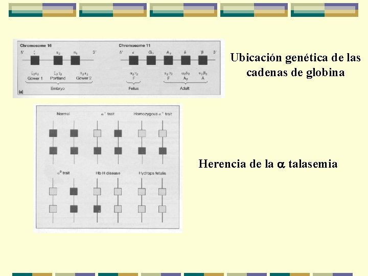 Ubicación genética de las cadenas de globina Herencia de la a talasemia 