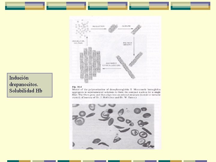 Indución drepanocitos. Solubilidad Hb 