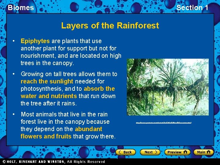 Biomes Section 1 Layers of the Rainforest • Epiphytes are plants that use another