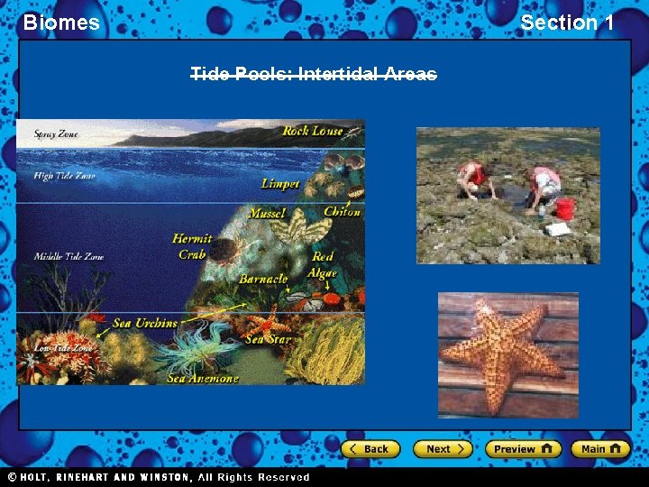 Biomes Section 1 Tide Pools: Intertidal Areas 