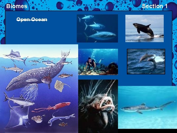 Biomes Open Ocean Section 1 