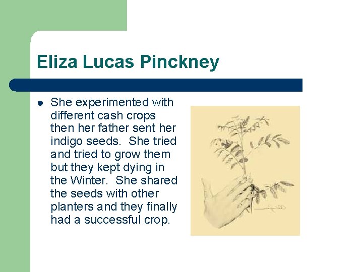 Eliza Lucas Pinckney l She experimented with different cash crops then her father sent