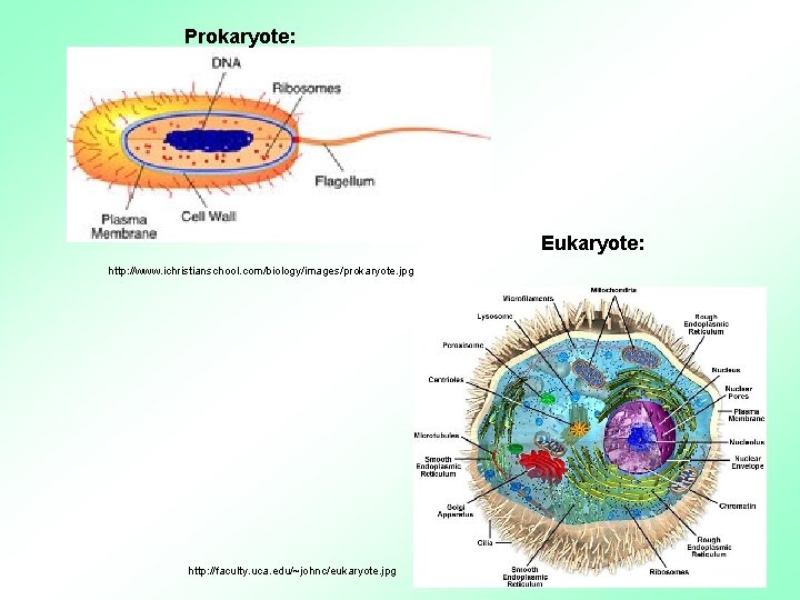 Prokaryote: Eukaryote: http: //www. ichristianschool. com/biology/images/prokaryote. jpg http: //faculty. uca. edu/~johnc/eukaryote. jpg 