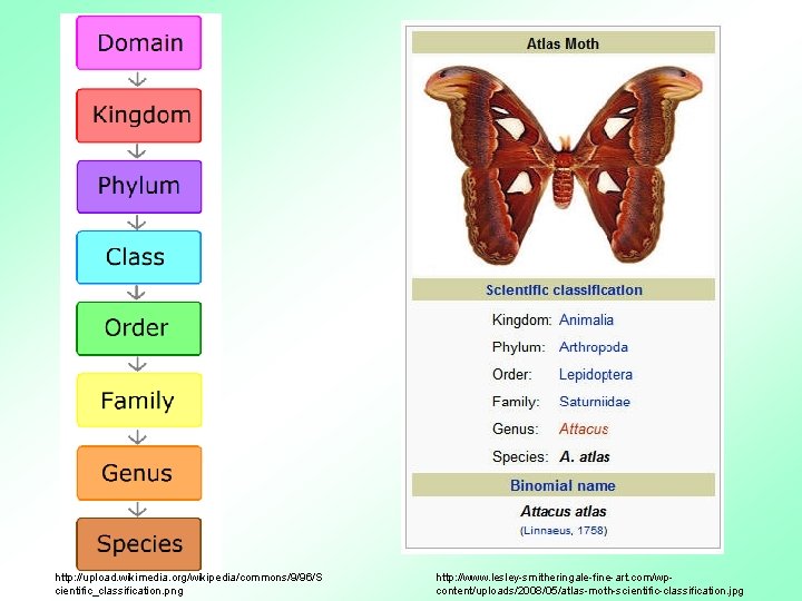 http: //upload. wikimedia. org/wikipedia/commons/9/96/S cientific_classification. png http: //www. lesley-smitheringale-fine-art. com/wpcontent/uploads/2008/05/atlas-moth-scientific-classification. jpg 