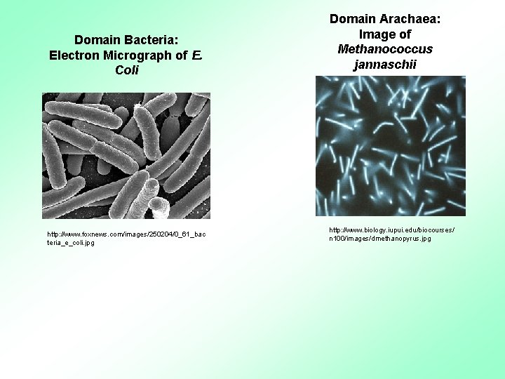 Domain Bacteria: Electron Micrograph of E. Coli http: //www. foxnews. com/images/250204/0_61_bac teria_e_coli. jpg Domain