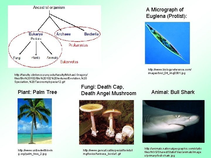 A Micrograph of Euglena (Protist): http: //faculty. clintoncc. suny. edu/faculty/Michael. Gregory/ files/Bio%20102%20 lectures/Evolution, %20