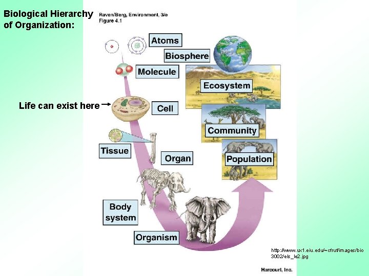 Biological Hierarchy of Organization: Life can exist here http: //www. ux 1. eiu. edu/~cfruf/images/bio