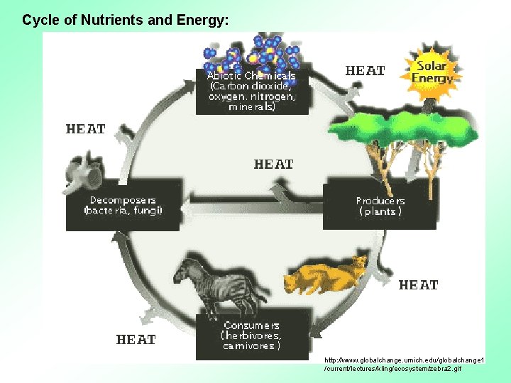 Cycle of Nutrients and Energy: http: //www. globalchange. umich. edu/globalchange 1 /current/lectures/kling/ecosystem/zebra 2. gif
