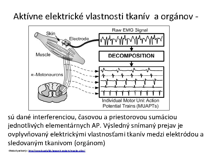 Aktívne elektrické vlastnosti tkanív a orgánov - sú dané interferenciou, časovou a priestorovou sumáciou