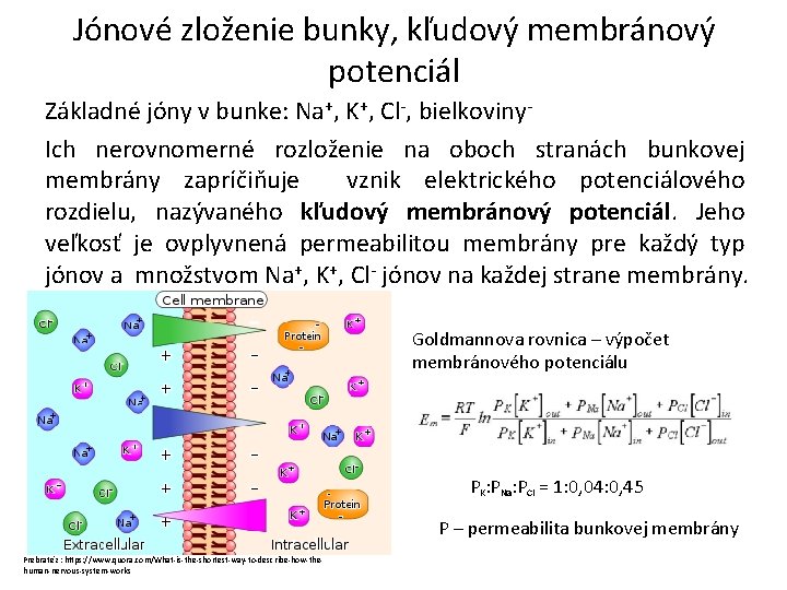 Jónové zloženie bunky, kľudový membránový potenciál Základné jóny v bunke: Na+, K+, Cl-, bielkoviny.