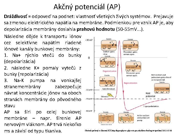 Akčný potenciál (AP) Dráždivosť = odpoveď na podnet: vlastnosť všetkých živých systémov. Prejavuje sa