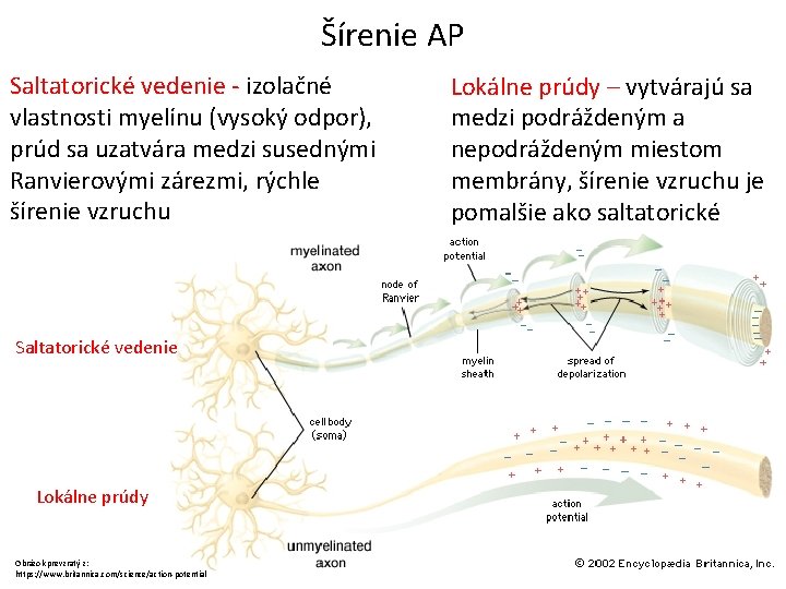 Šírenie AP Saltatorické vedenie - izolačné vlastnosti myelínu (vysoký odpor), prúd sa uzatvára medzi