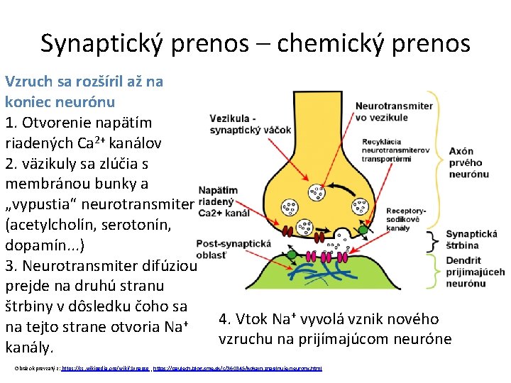 Synaptický prenos – chemický prenos Vzruch sa rozšíril až na koniec neurónu 1. Otvorenie