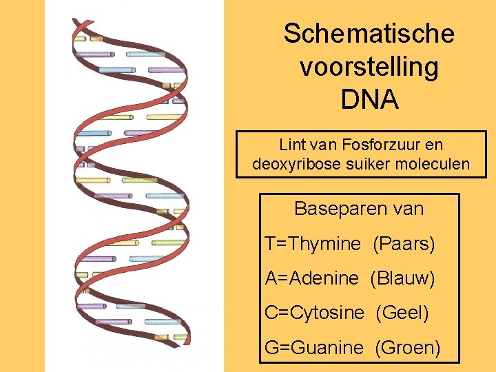 Schematische voorstelling DNA Lint van Fosforzuur en deoxyribose suiker moleculen Baseparen van T=Thymine (Paars)