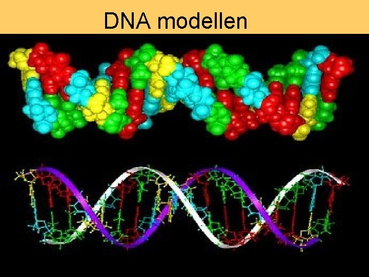 DNA modellen 