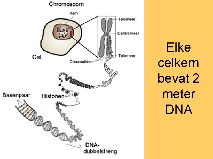 Elke celkern bevat 2 meter DNA 