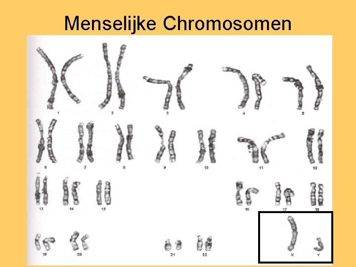 Menselijke Chromosomen 