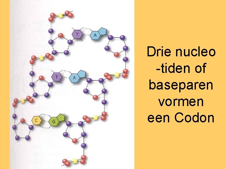 Drie nucleo -tiden of baseparen vormen een Codon 