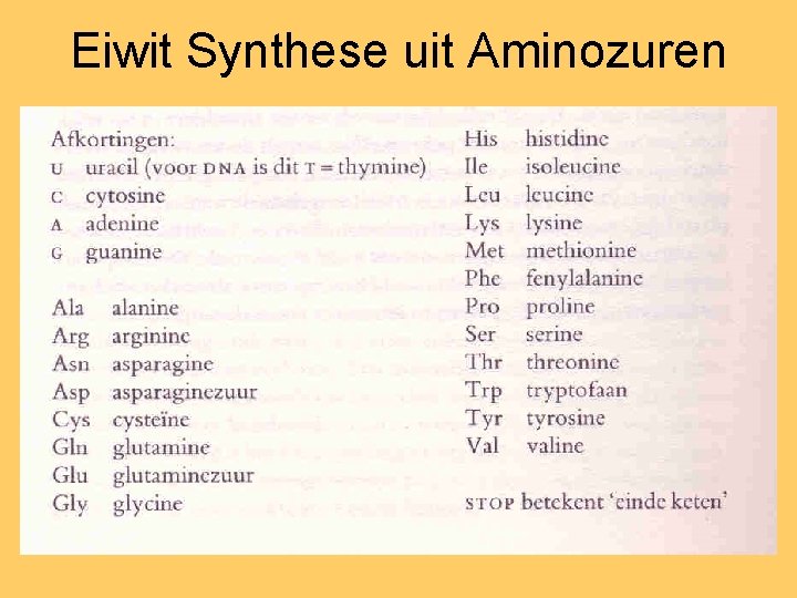 Eiwit Synthese uit Aminozuren 