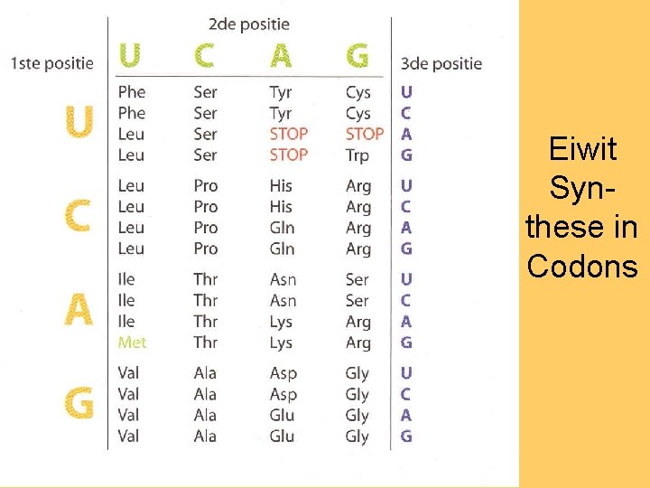 Eiwit Synthese in Codons 