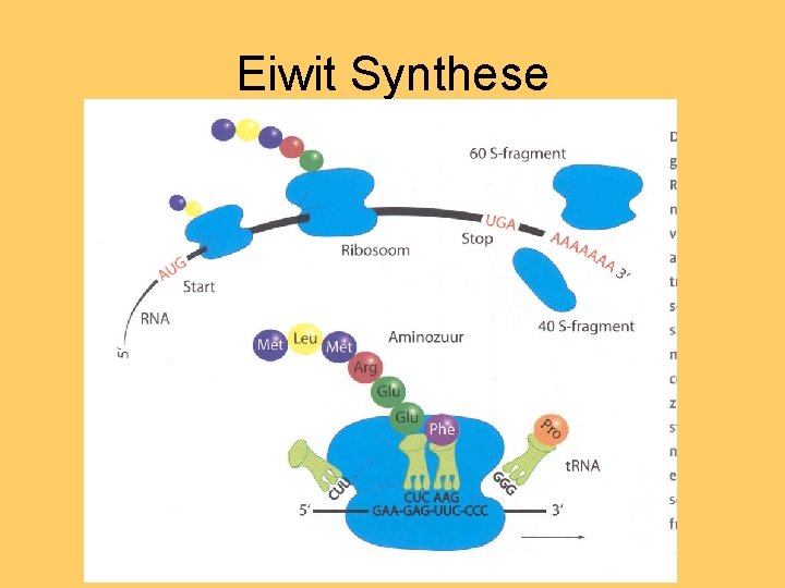 Eiwit Synthese 