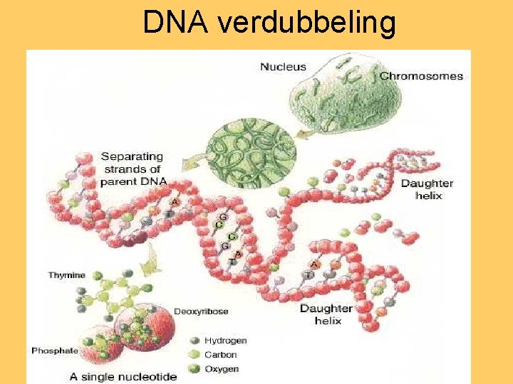 DNA verdubbeling 