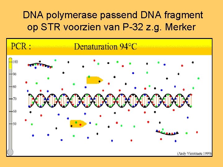 DNA polymerase passend DNA fragment op STR voorzien van P-32 z. g. Merker 