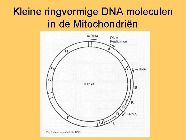 Kleine ringvormige DNA moleculen in de Mitochondriën 