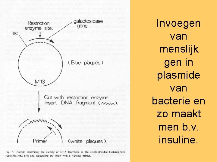 Invoegen van menslijk gen in plasmide van bacterie en zo maakt men b. v.