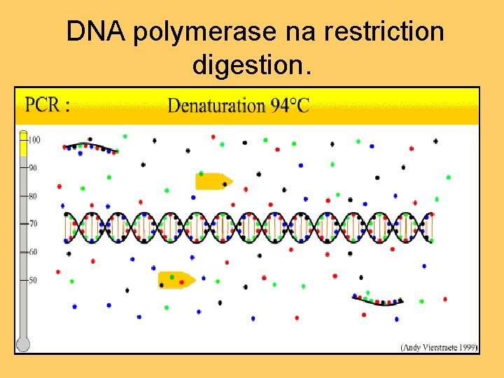 DNA polymerase na restriction digestion. 