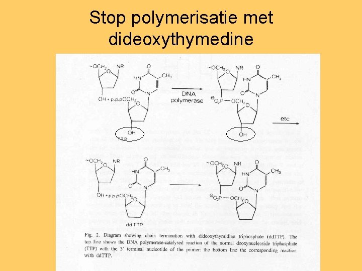 Stop polymerisatie met dideoxythymedine 