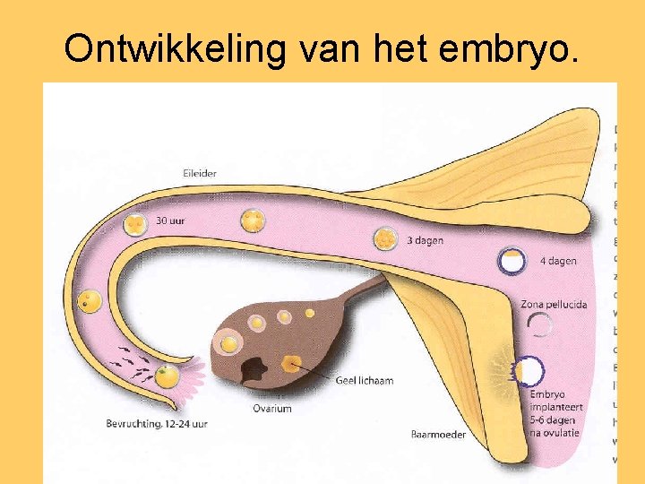 Ontwikkeling van het embryo. 