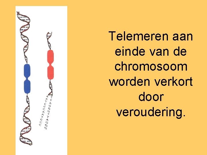 Telemeren aan einde van de chromosoom worden verkort door veroudering. 