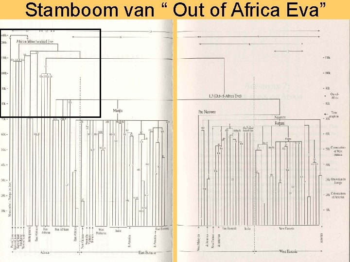 Stamboom van “ Out of Africa Eva” 